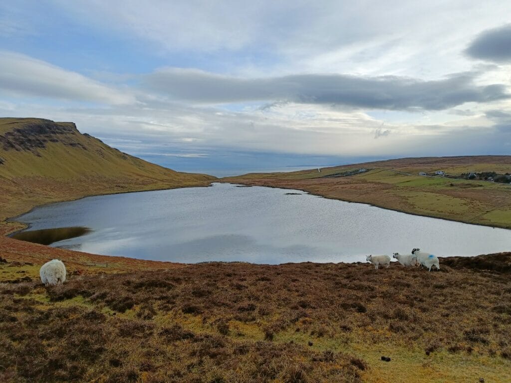 Ovejas-Isla-Skye Ovejas en la Isla de Skye