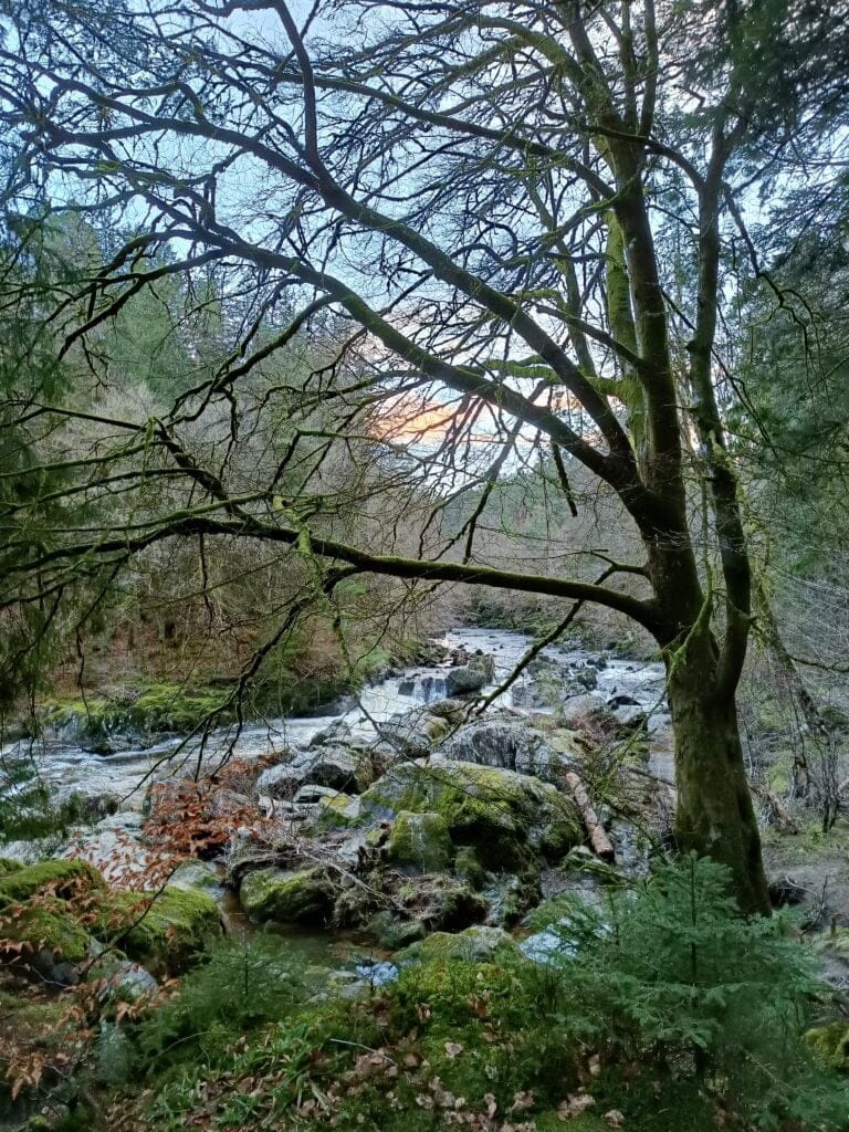 Bosque Hermitage Escocia