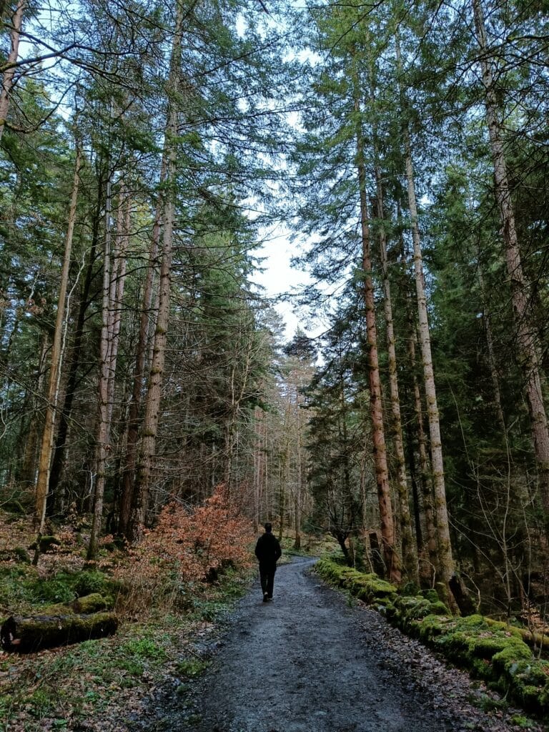Excursión al Bosque Hermitage y Dunkeld