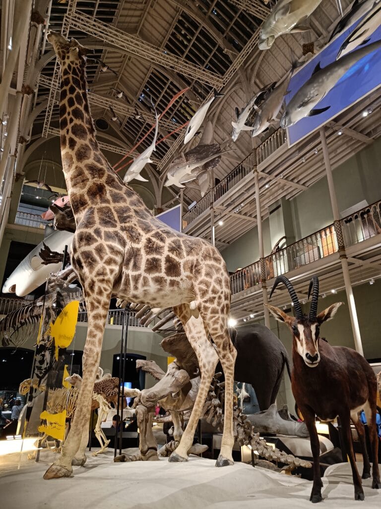 Mundo animal Museo Nacional Escocia