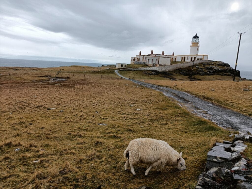 Ovejas Neist Point Lighthouse Ovejas en Neist Point Lighthouse